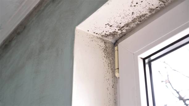 Best Basement Mold Removal  in Atmore, AL