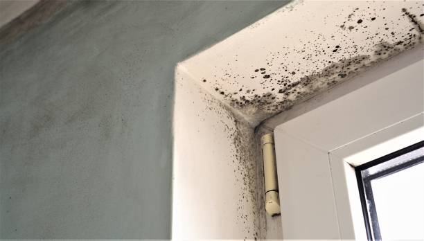 Best Commercial Mold Inspection  in Atmore, AL