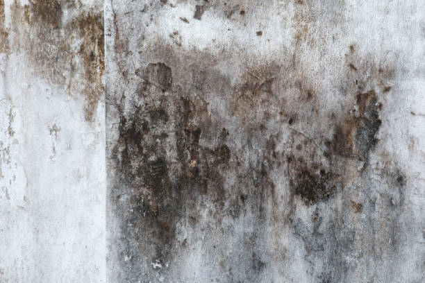 Best Biohazard Mold Removal  in Atmore, AL