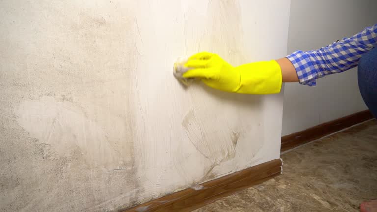Professional Mold Removal in Atmore, AL