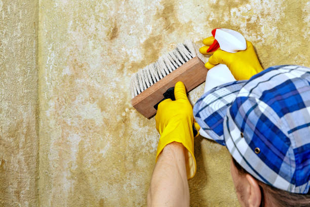 Best Water Damage & Mold Remediation  in Atmore, AL