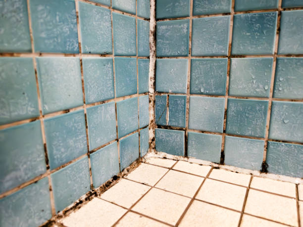 Mold Remediation for Rental Properties in Atmore, AL