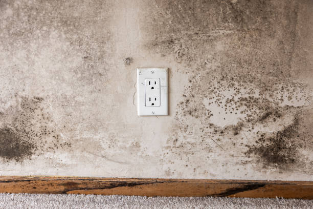 Best Post-Construction Mold Inspection  in Atmore, AL