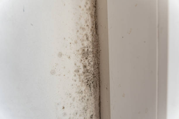Best Emergency Mold Remediation  in Atmore, AL