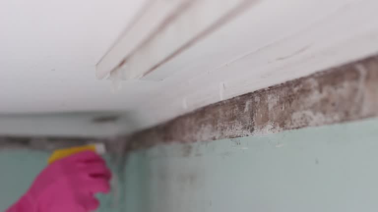 Dehumidification Services in Atmore, AL